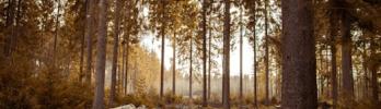 Certified Wood: How to Ensure Responsible Supply with the Environment