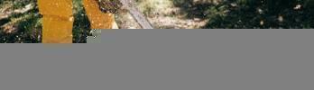Machinery for Log Harvesting and Processing: What You Need to Know
