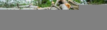 Generate Additional Income on your Farm with Wood Production and Sales