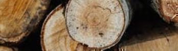 Los mejores métodos para secar y almacenar madera recién cortada